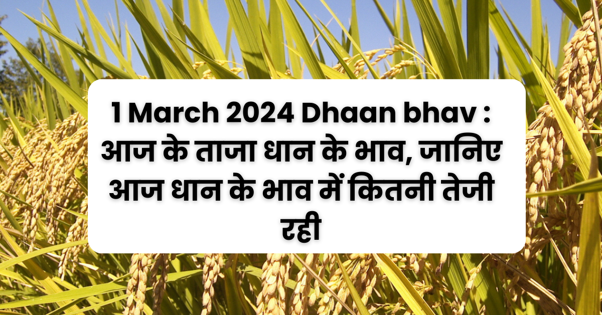 1 March 2024 Dhaan bhav : आज के ताजा धान के भाव, जानिए आज धान के भाव में कितनी तेजी रही