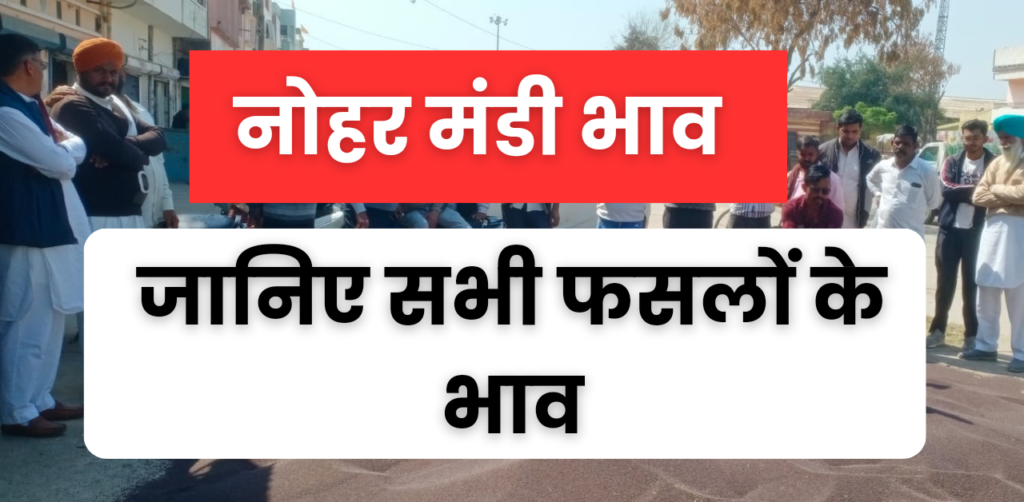 नोहर मंडी भाव जानकारी nohar mandi rate