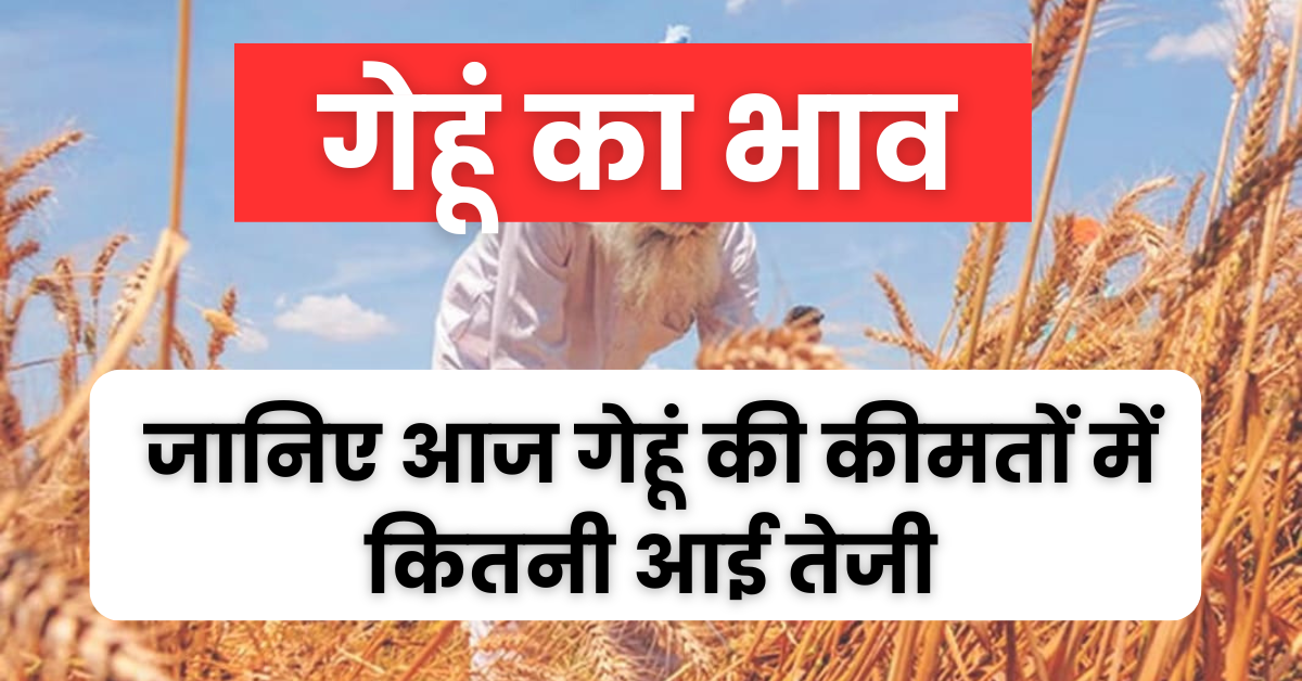 2 April Wheat Bhav : आज का ताजा गेहूं का भाव, जानिए गेहूं के भाव में कितनी तेजी और मंदी आई