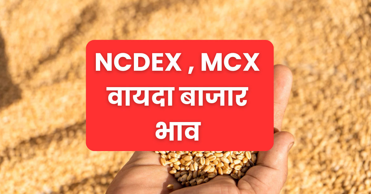 NCDEX MCX Market Price : जीरा भाव में तेजी, धनिया,  सोना चांदी , डॉलर आदि के 29 फरवरी के भाव