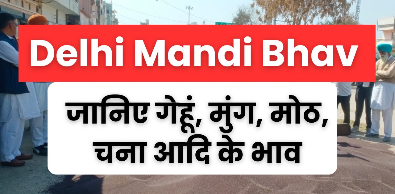 16 March Delhi Mandi Bhav : 16 मार्च दिल्ली मंडी भाव, जानिए गेहूं, चना, मूंग ,मोठ, मसूर आदि के भाव