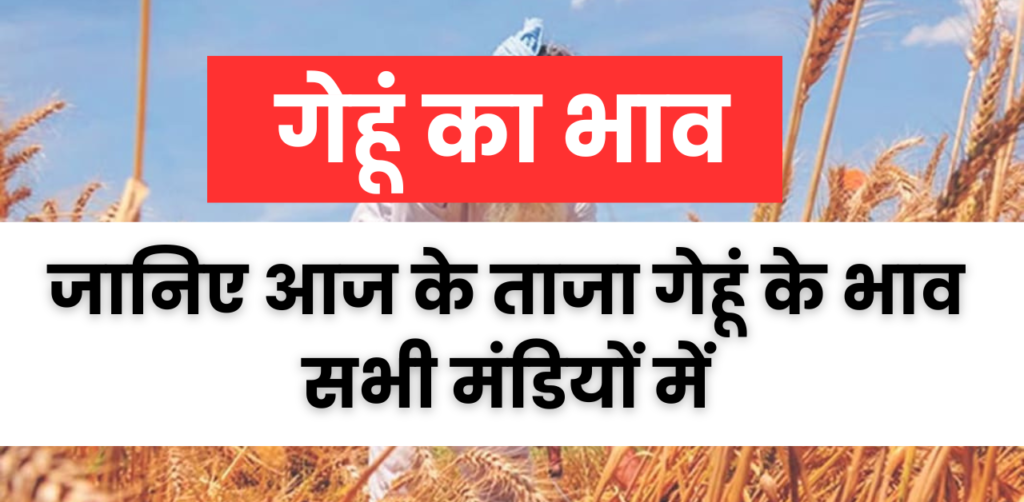 27 April Wheat Ka Bhav : 27 अप्रैल गेहूं का भाव