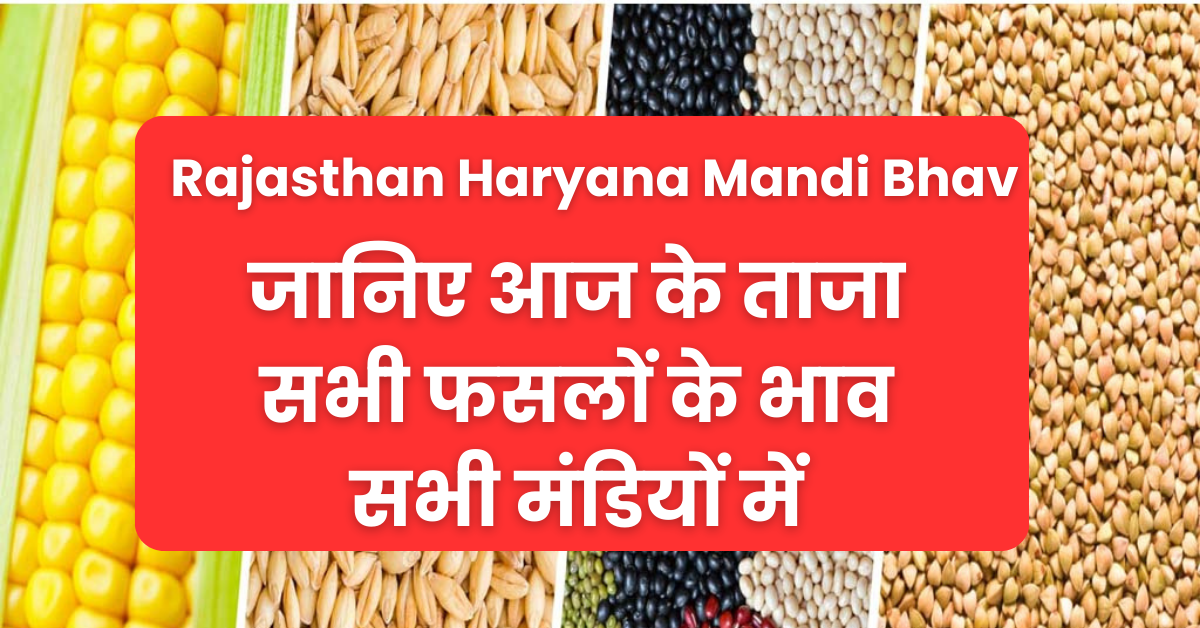 2 March Rajasthan Haryana mandi bhav : आज के ताजा मंडी भाव, देखें सभी फसलों का भाव विभिन्न मंडियों में