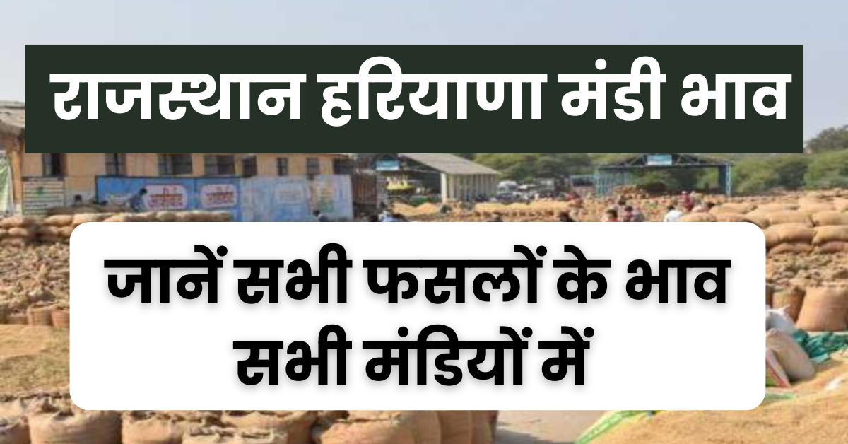 Rajasthan Haryana Mandi Bhav : आज के ताजा राजस्थान हरियाणा मंडी भाव, आज सरसों और चने के भाव में आई तेजी