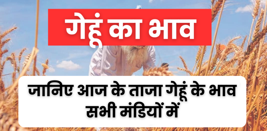 2 April Wheat Bhav : आज का ताजा गेहूं का भाव, जानिए गेहूं के भाव में कितनी तेजी और मंदी आई