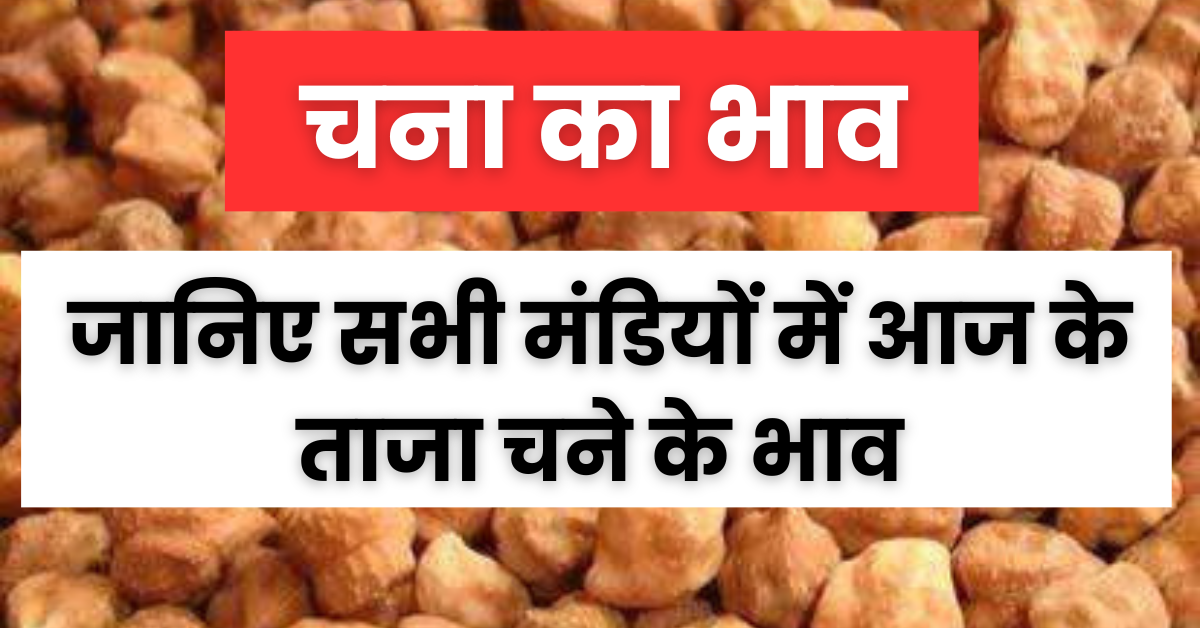 Chana Ka Bhav : जानें आज का ताजा चना का भाव सभी मंडियों में