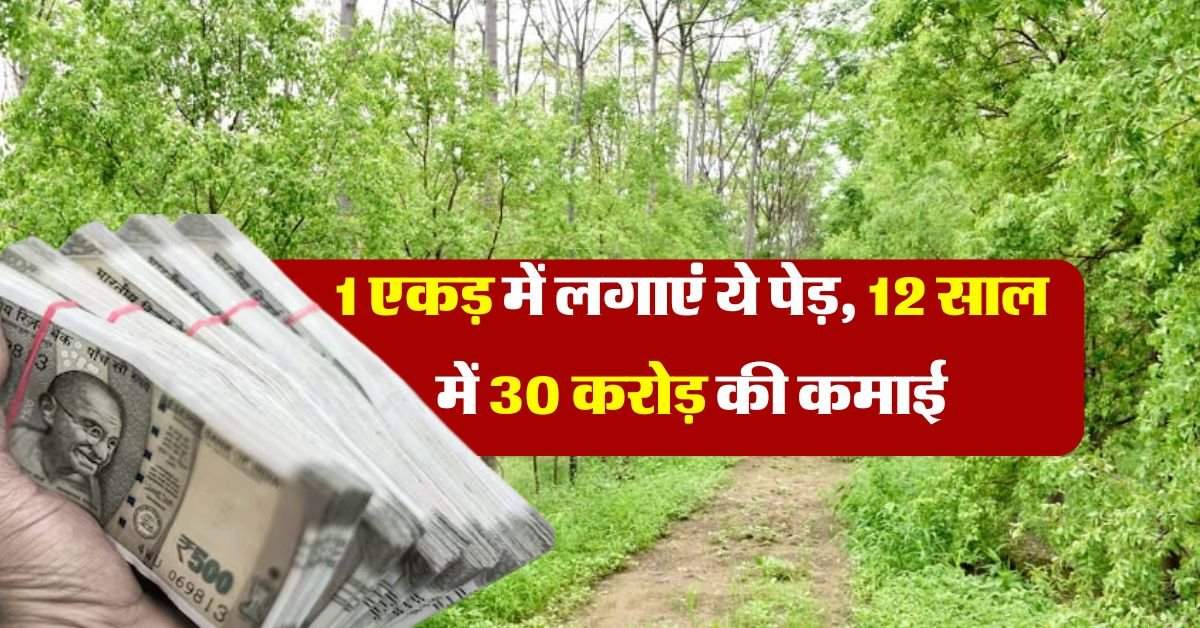 Tree Farming : 1 एकड़ में लगाएं ये पेड़, 12 साल में 30 करोड़ की कमाई