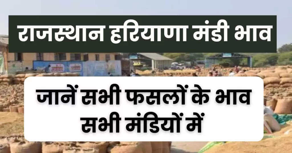 Rajasthan Haryana Mandi Bhav : चना के भाव में तेजी जारी, जानें आज के ताजा राजस्थान हरियाणा मंडी भाव