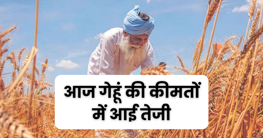 8 April Wheat Ka Bhav : 8 अप्रैल गेहूं का भाव