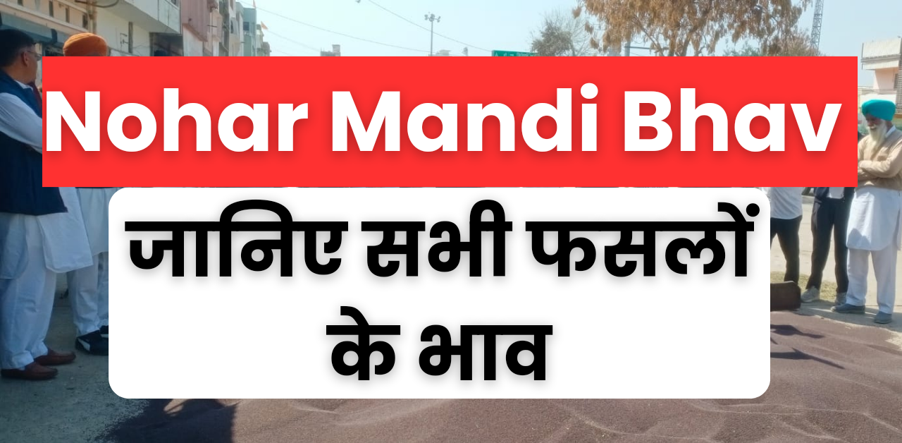 Nohar Mandi Bhav : आज का नोहर मंडी भाव, जानें सभी फसलों का भाव