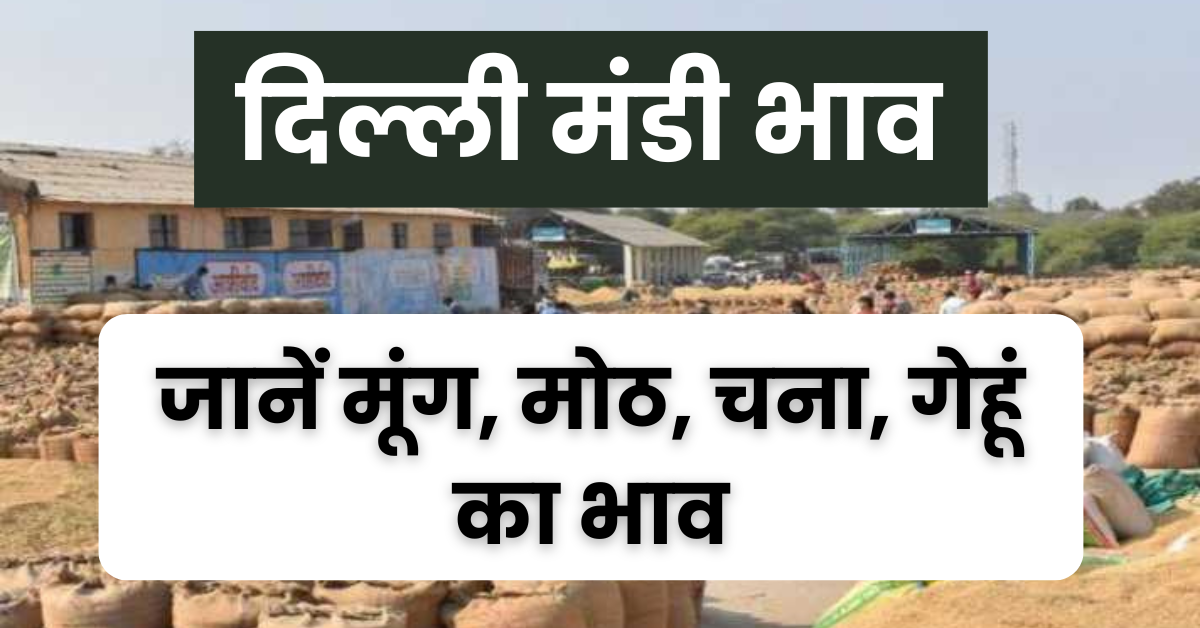 आज का ताजा दिल्ली मंडी भाव, चना के भाव में आई गिरावट, जानें सभी फसलों का भाव