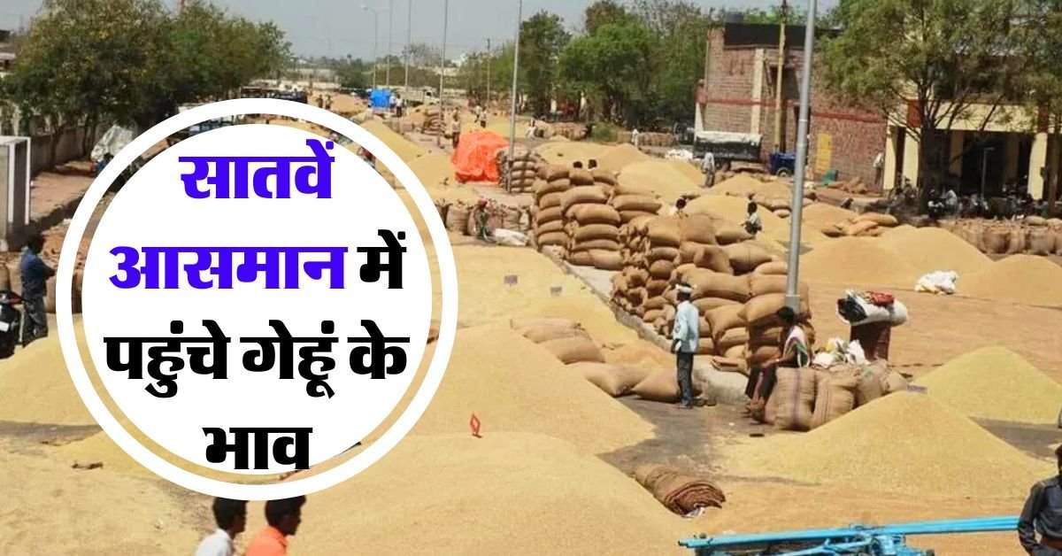 wheat price hike: 6 हजार रुपये से ऊपर पहुंचा इस गेहूं का रेट, अभी और भी बढ़ेंगे रेट