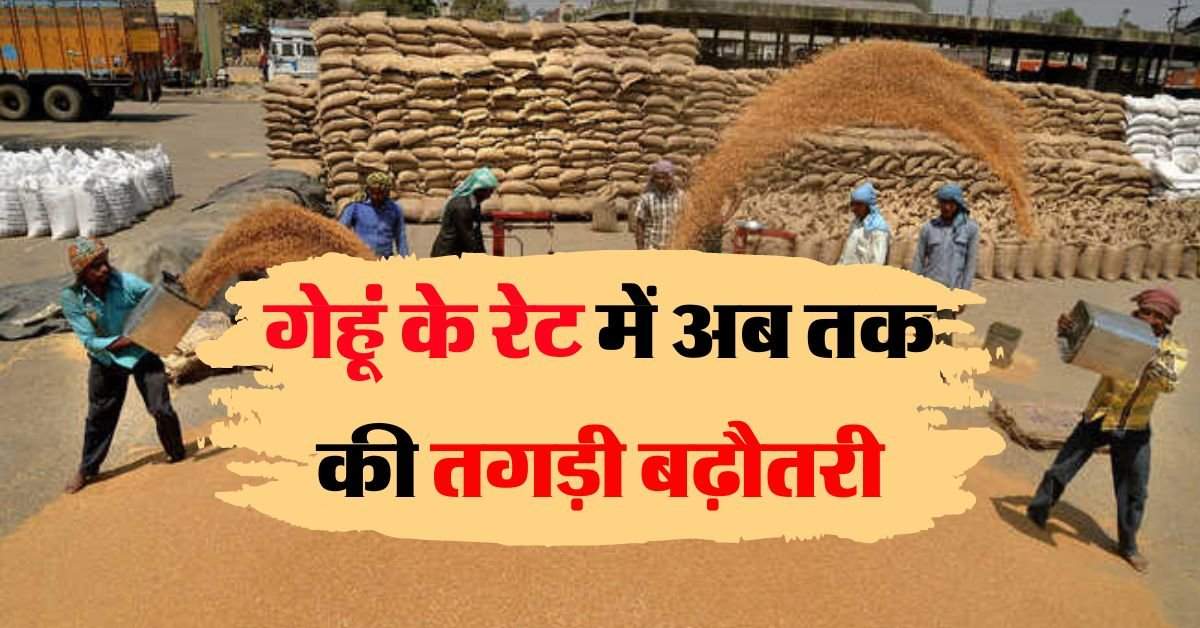 wheat price today : गेहूं के रेट में तगड़ी बढ़ौतरी, जानिये कहां पहुंच गए गेहूं के भाव