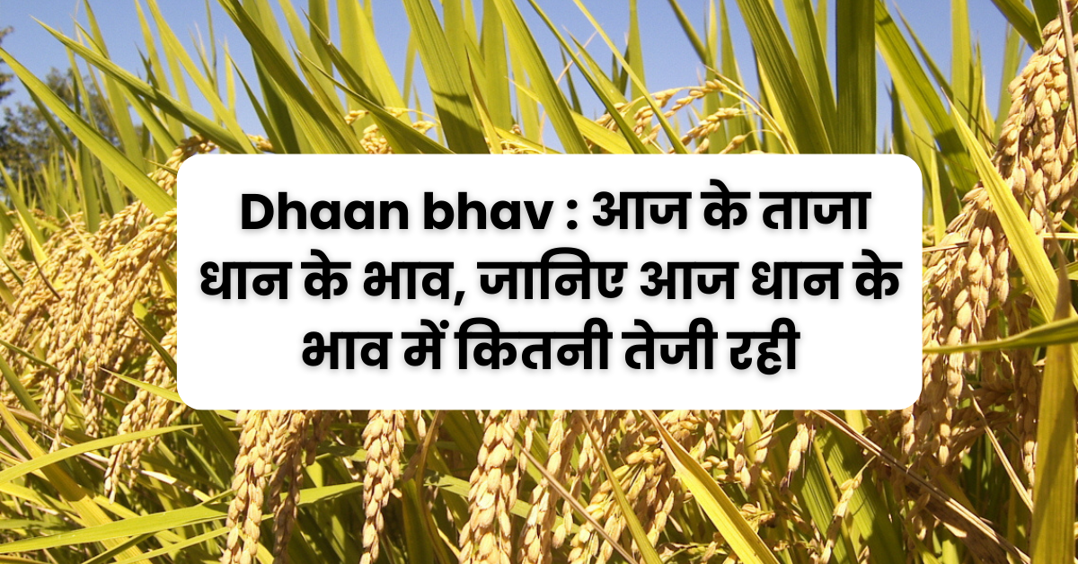 4 March Dhaan Bhav : आज के ताजा धान के भाव