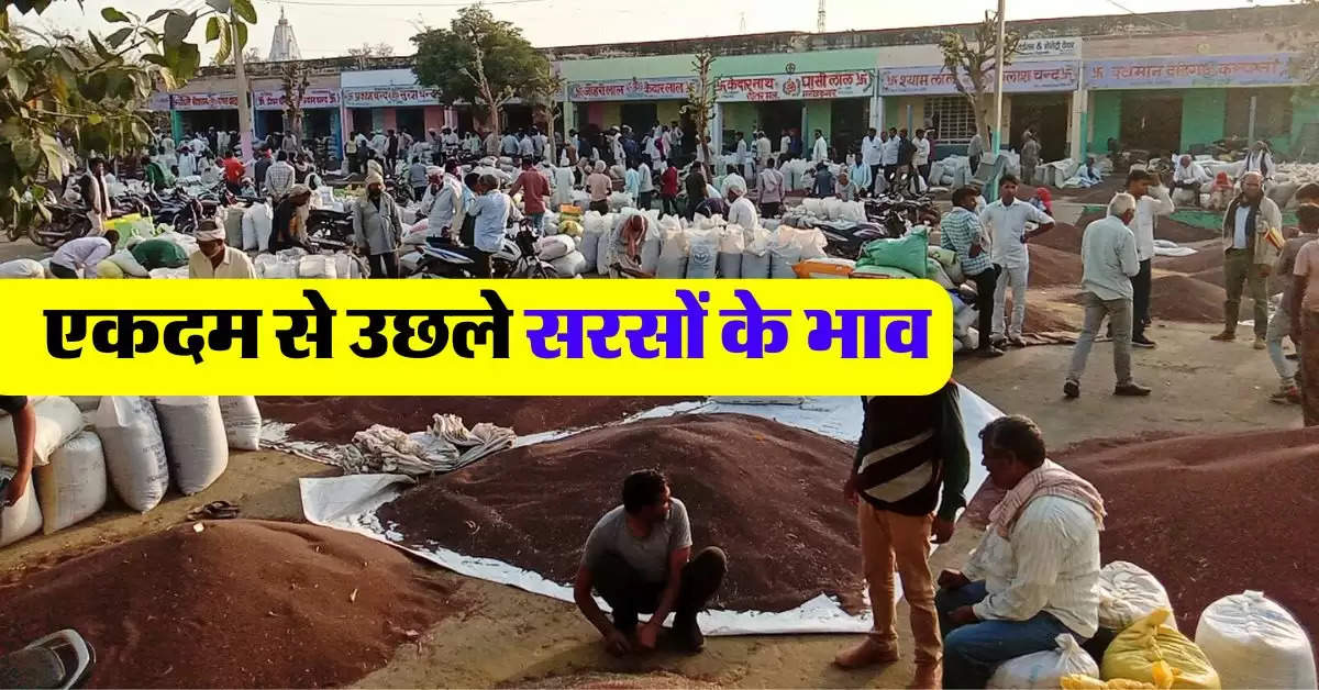 sarso rate today : 3 अगस्त सरसों का भाव, सरसों का ताजा भाव जानिये