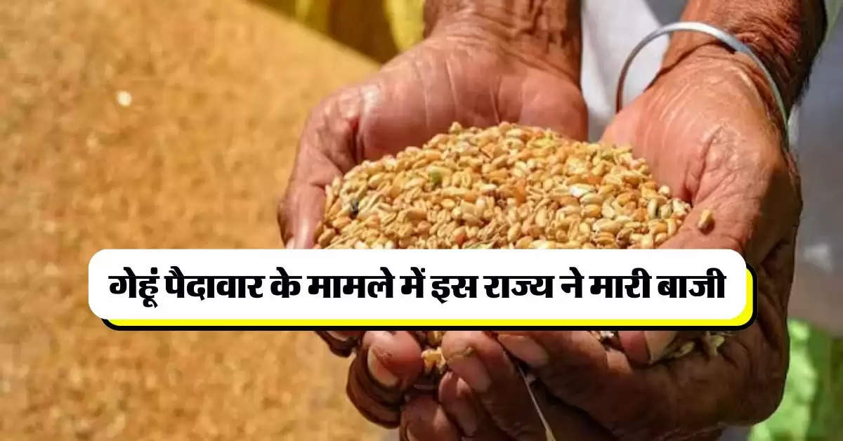 Wheat: गेहूं पैदावार के मामले में इस राज्य ने मारी बाजी, 5 राज्यों में होती है 86 प्रतिशत गेहूं की पैदावार