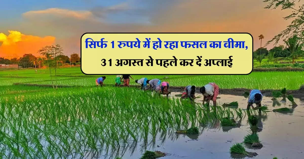 Fasal Bima Yojana : सिर्फ 1 रुपये में हो रहा फसल का बीमा, 31 अगस्त से पहले कर दें अप्लाई