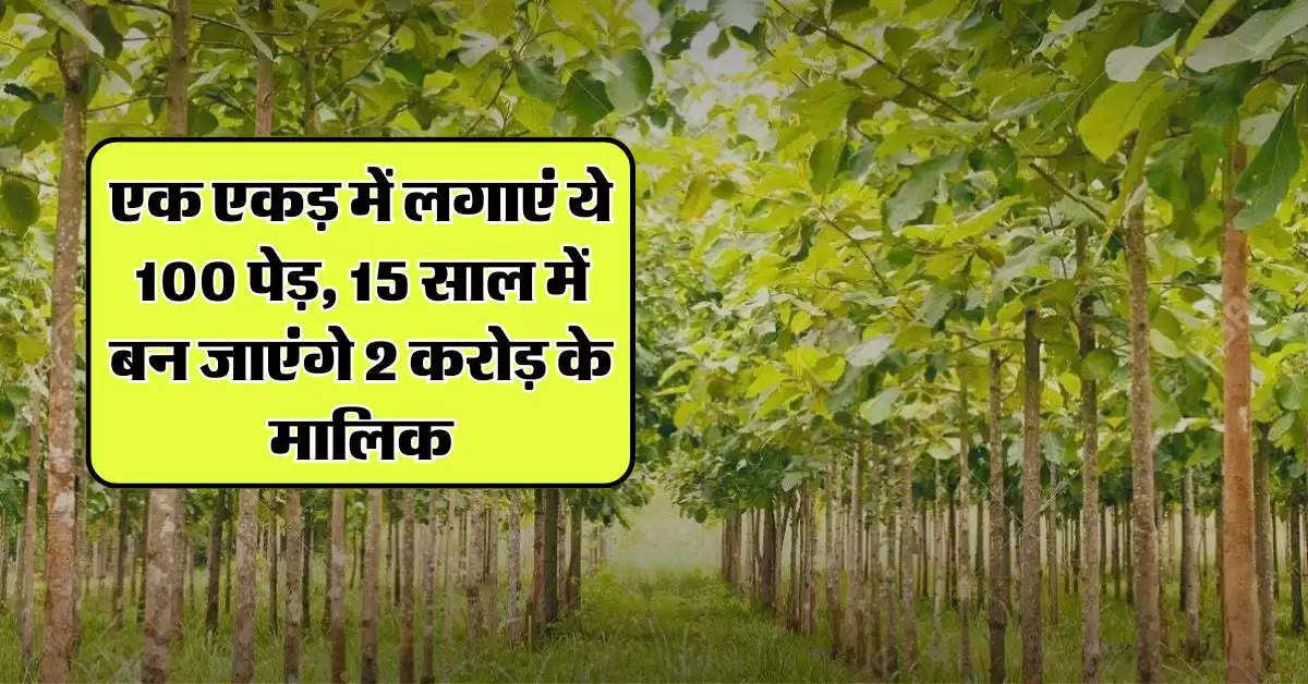 Most Profitable Farming: एक एकड़ में लगाएं ये 100 पेड़, 15 साल में बन जाएंगे 2 करोड़ के मालिक