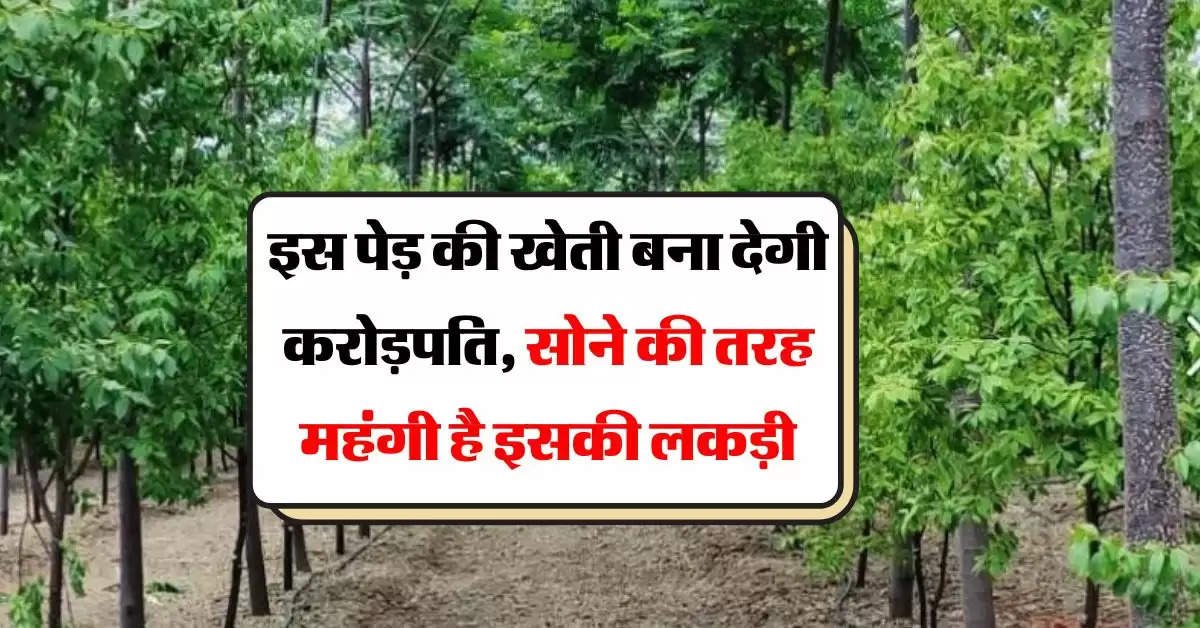 Tree Farming : इस पेड़ की खेती बना देगी करोड़पति, सोने की तरह महंगी है इसकी लकड़ी