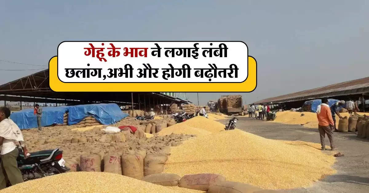 wheat price : गेहूं के भाव ने लगाई लंबी छलांग, अभी और होगी बढ़ौतरी