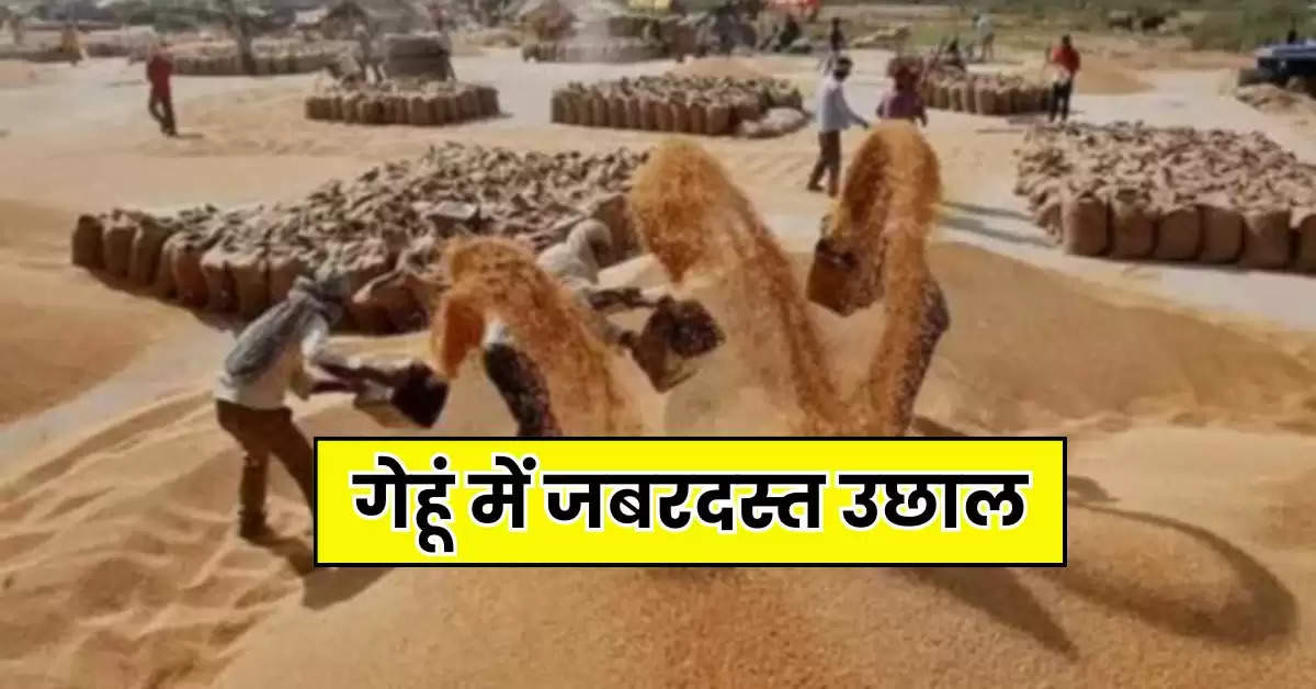 Wheat Price : गेहूं में जबरदस्त उछाल, हाईलेवल को पार गए रेट