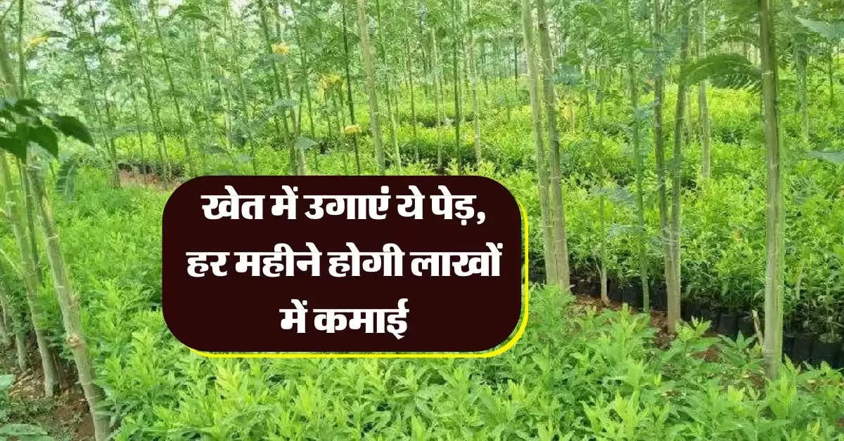 Tree Farming : खेत में उगाएं ये पेड़, हर महीने होगी लाखों में कमाई