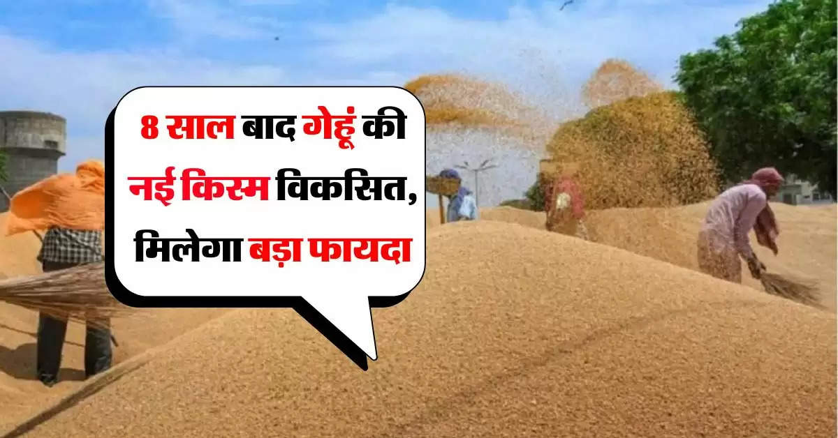 Wheat : 8 साल बाद गेहूं की नई किस्म विकसित, किसानों को होगा बड़ा फायदा