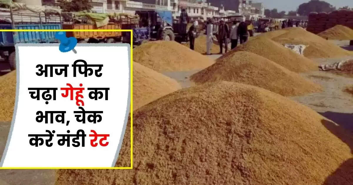 Wheat Price : आज फिर चढ़ा गेहूं का भाव, जानिये कितना है मंडी रेट