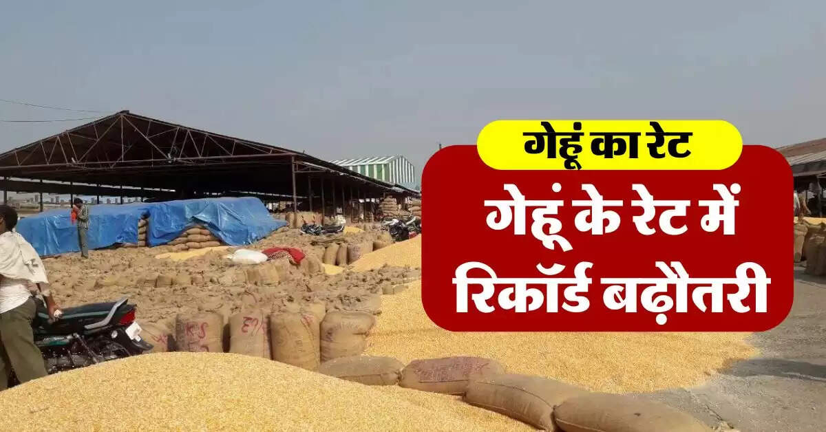 wheat price : गेहूं के रेट में रिकॉर्ड बढ़ौतरी, जानिये आज का गेहूं का भाव