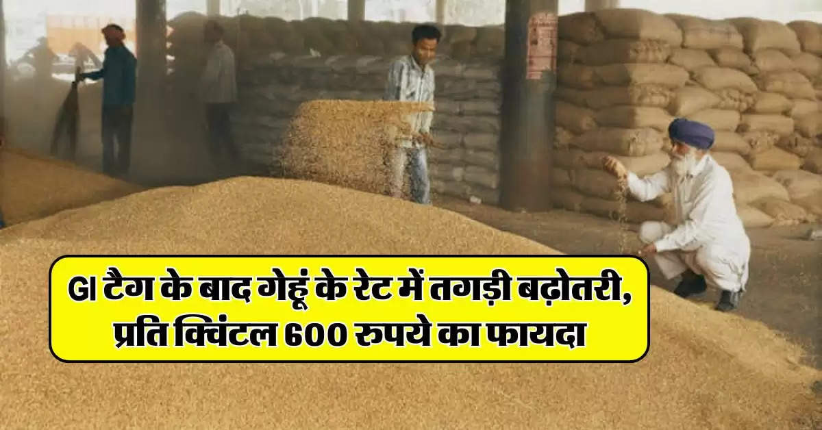 Wheat Price : GI टैग के बाद गेहूं के रेट में तगड़ी बढ़ोतरी, प्रति क्विंटल 600 रुपये का फायदा