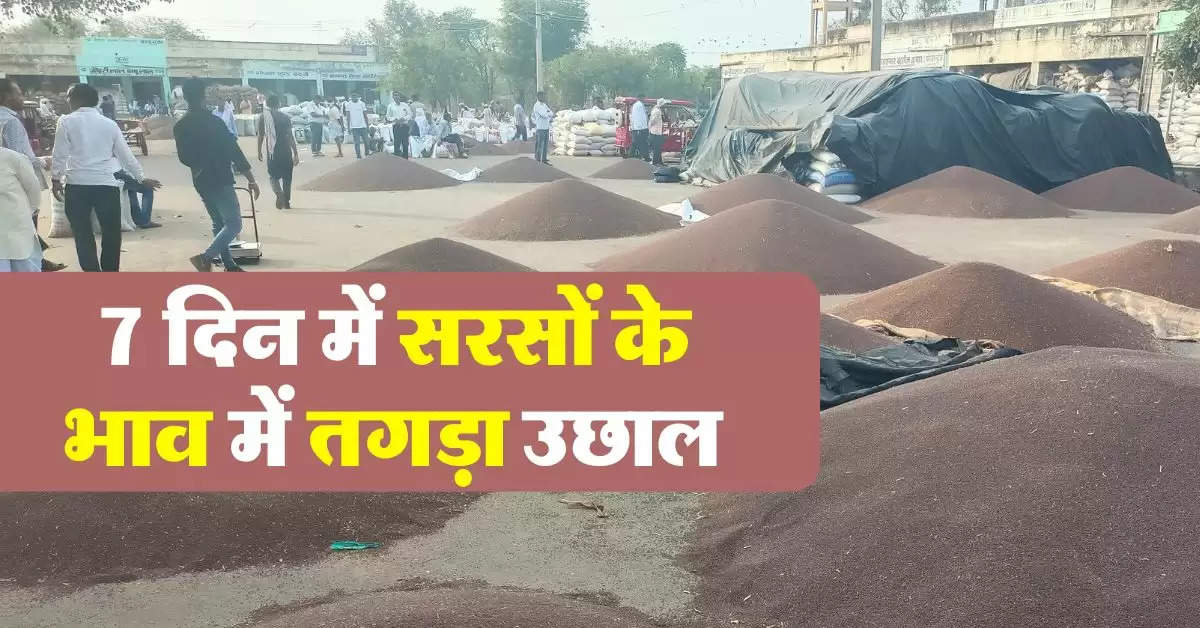 sarso rate today : 11 अगस्त का सरसों भाव, जानिये आज का सरसों भाव