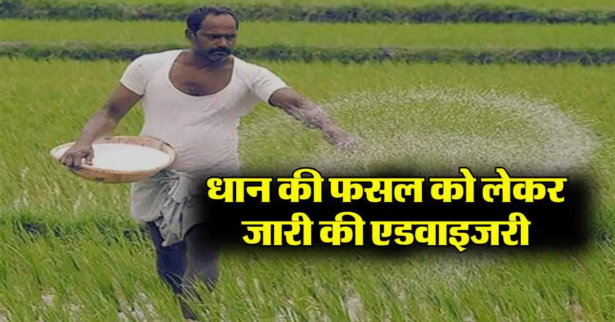 Rice crop : धान की फसल को लेकर जारी की एडवाइजरी, किसानों के लिए जानना जरूरी