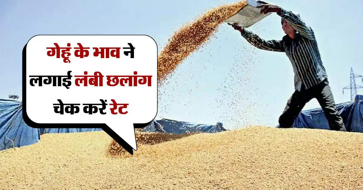 wheat price : गेहूं के भाव ने लगाई लंबी छलांग, जानिये आज के गेहूं के भाव