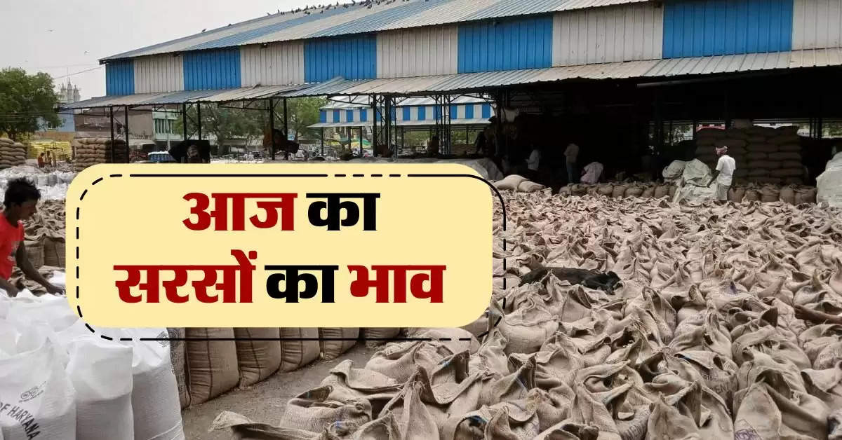 sarso ka bhav 22 august : खाने के तेल में बढ़ौतरी से सरसों भाव में बंपर इजाफा, जानिये आज का सरसों भाव