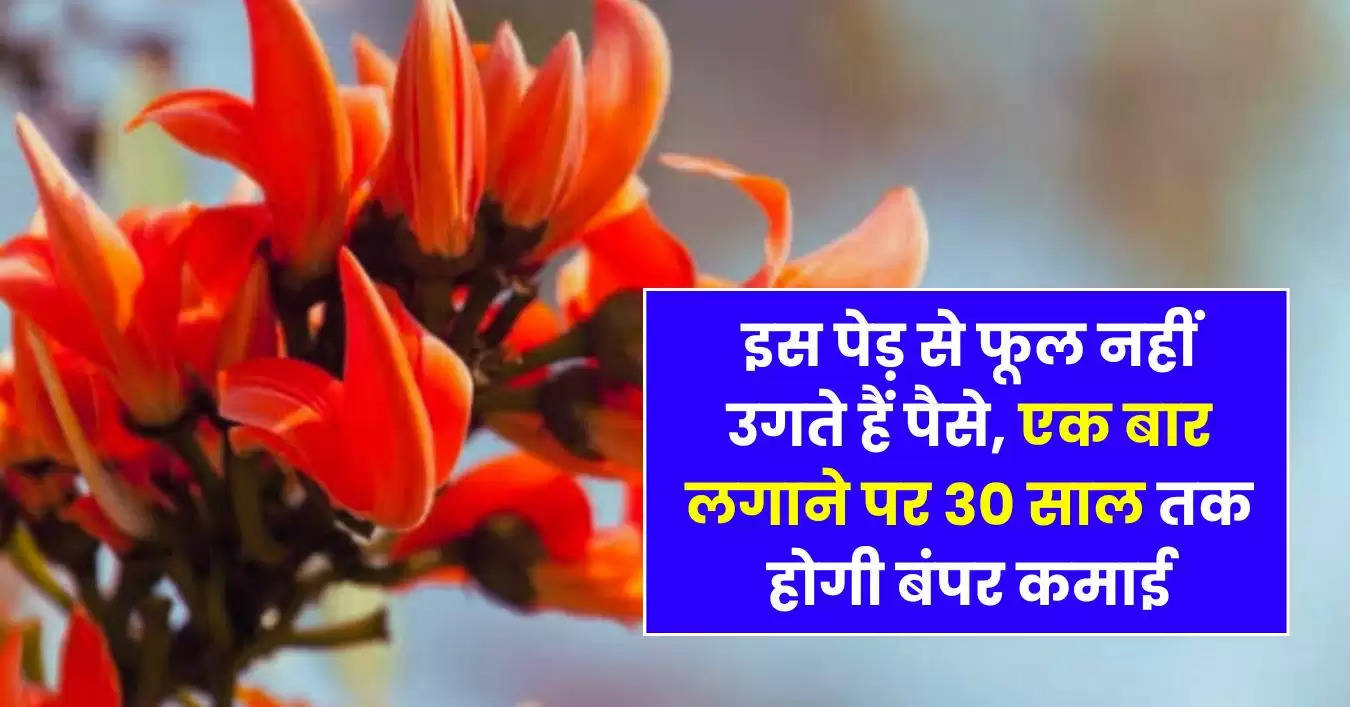 Business Idea : इस पेड़ से फूल नहीं उगते हैं पैसे, एक बार लगाने पर 30 साल तक होगी बंपर कमाई