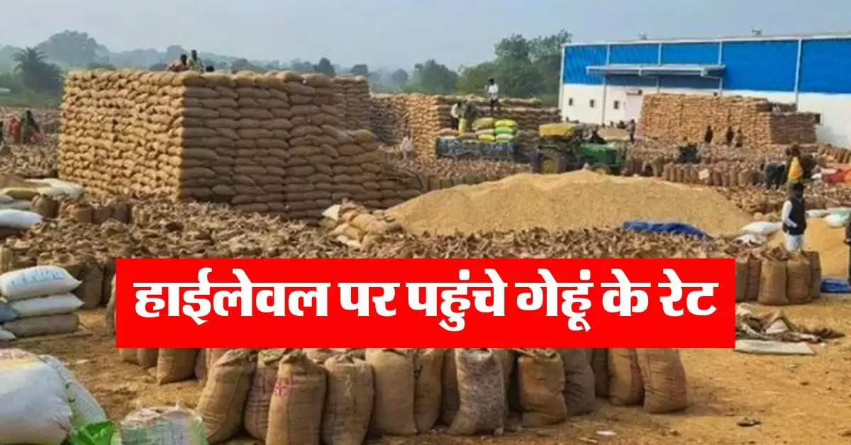 wheat price : हाईलेवल पर पहुंचे गेहूं के रेट, रोटी हुई महंगी