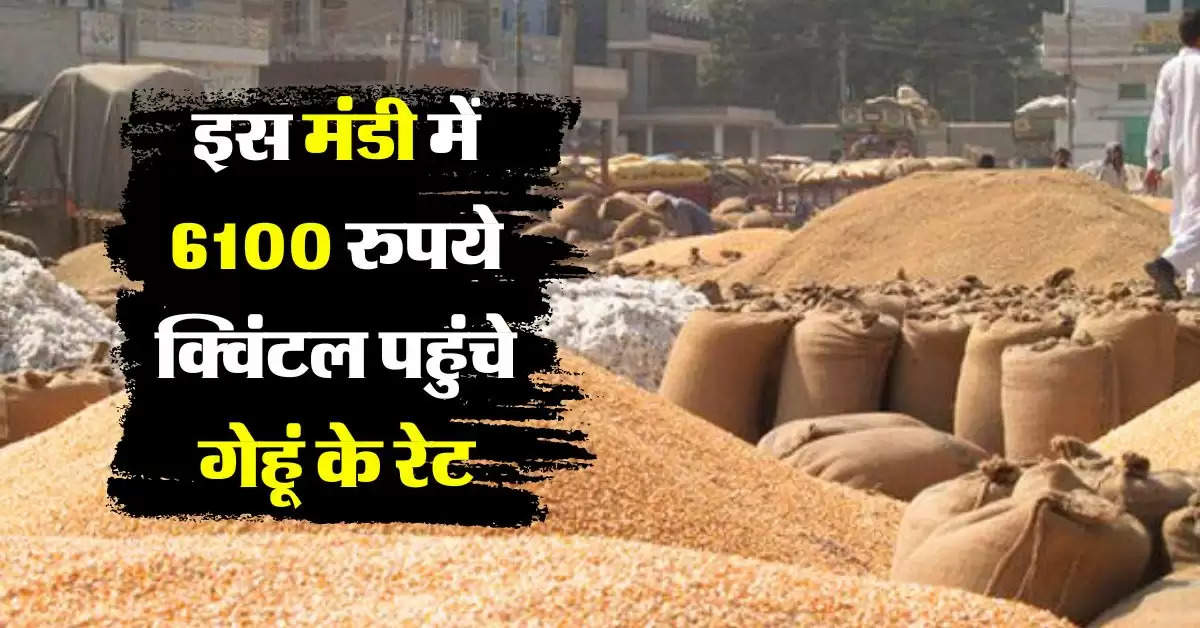 wheat price hike : 6100 रुपये क्विंटल पहुंचे गेहूं के रेट, तोड़ दिए सारे रिकॉर्ड