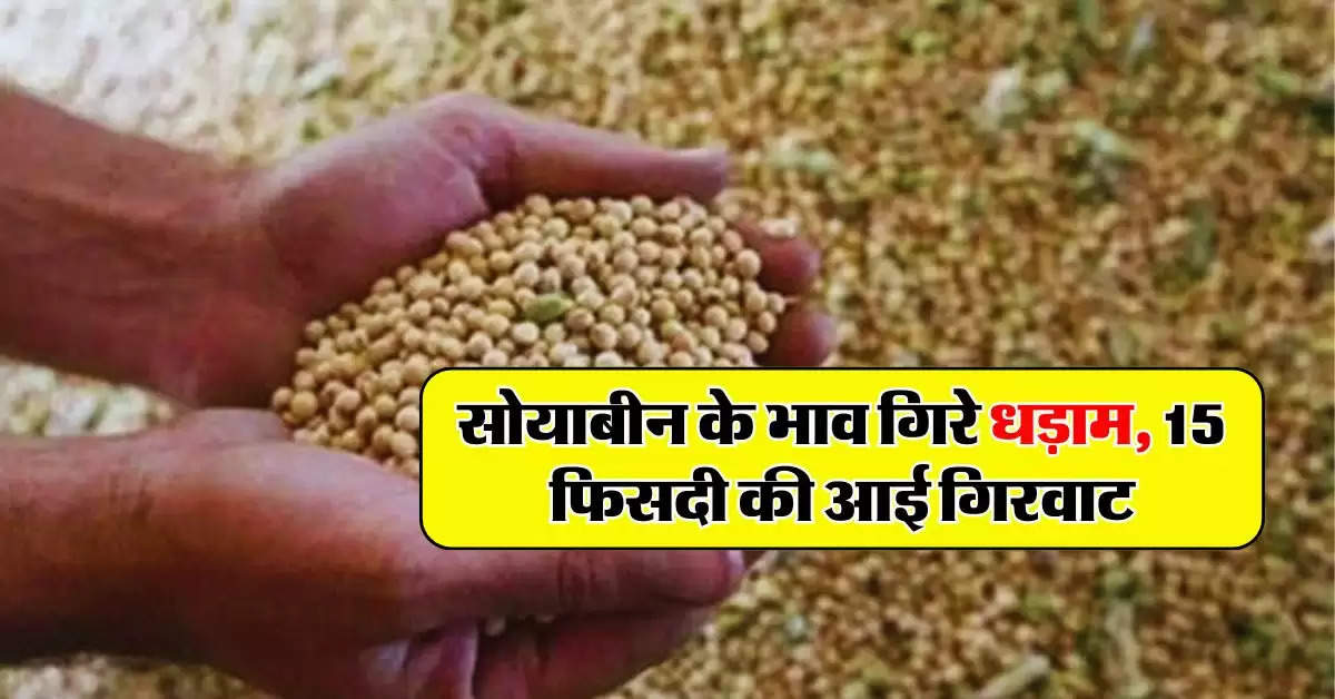 Soybean Price : सोयाबीन के भाव गिरे धड़ाम, 15 फिसदी की आई गिरवाट