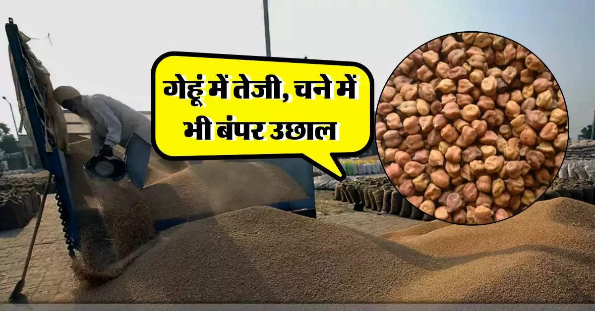 Wheat Price Today : गेहूं में तेजी, चने में भी बंपर उछाल, जानिये खाने के तेल और घी के ताजा भाव