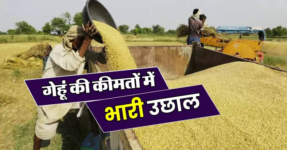 Wheat Price today : गेहूं की कीमतों में भारी उछाल, रोटी हो गई महंगी