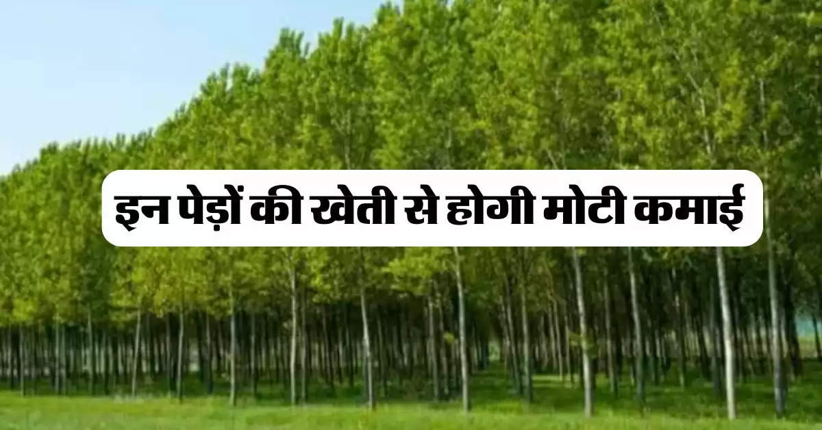 Tree farming : इन पेड़ों की खेती से होगी मोटी कमाई, मार्केट में है खूब डिमांड