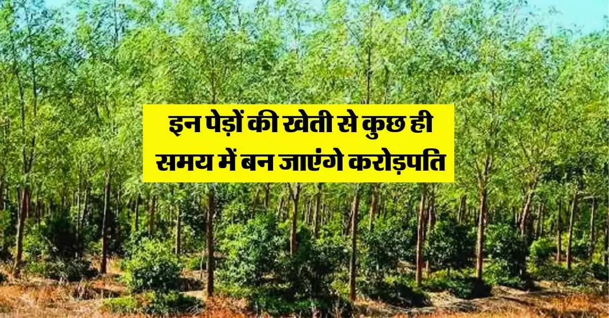 Tree Farming : इन पेड़ों की खेती से कुछ ही समय में बन जाएंगे करोड़पति