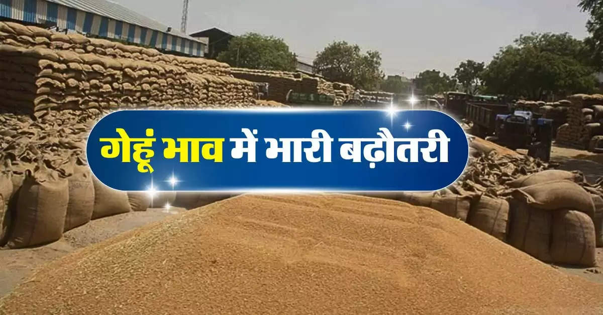 wheat price : गेहूं भाव में भारी बढ़ौतरी, न्यूनत्तम दाम भी एमएसपी को कर गए पार