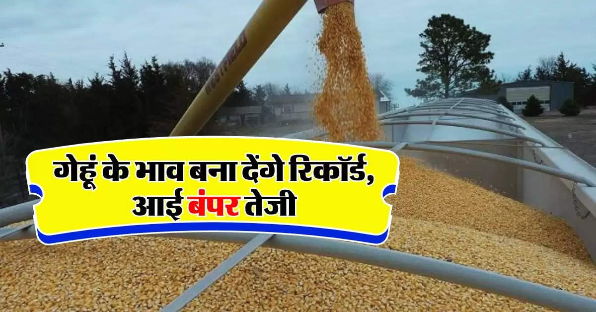 Wheat price : गेहूं के भाव बना देंगे रिकॉर्ड, आई बंपर तेजी