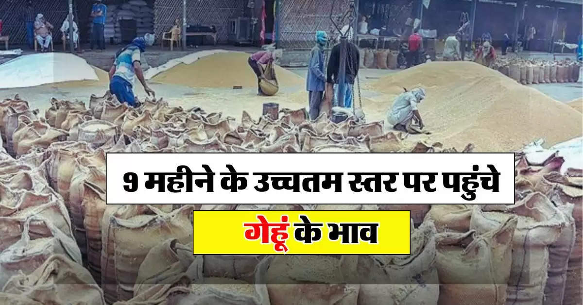 Wheat Price : 9 महीने के उच्चतम स्तर पर पहुंचे गेहूं के भाव, चेक करें आज के रेट