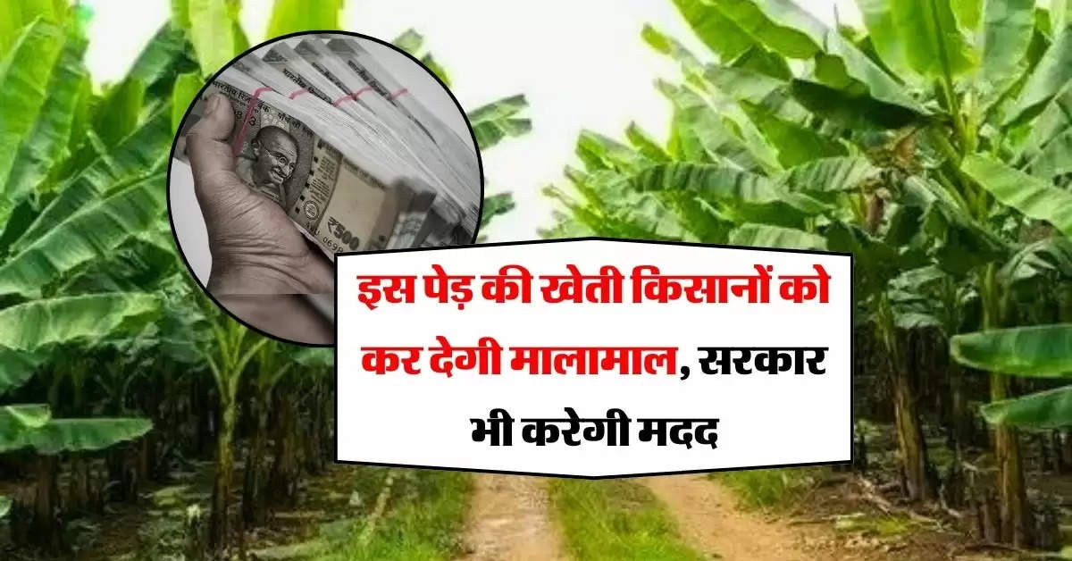 Tree Farming : इस पेड़ की खेती किसानों को कर देगी मालामाल, सरकार भी करेगी मदद 