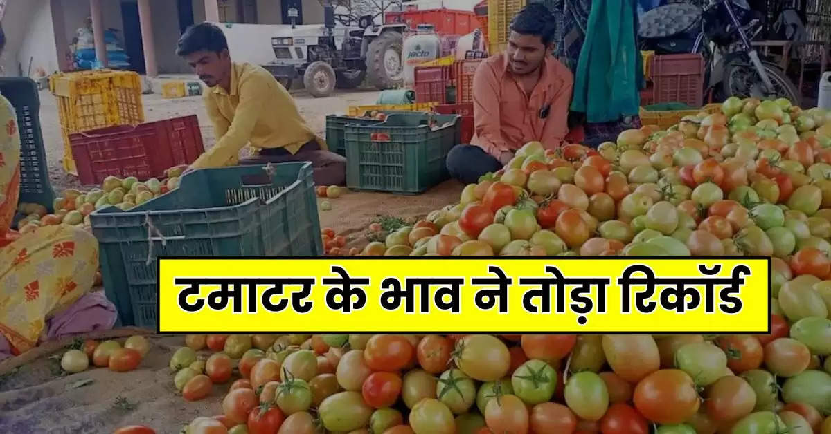 Tomato Price Hike : टमाटर के भाव ने तोड़ा रिकॉर्ड, एशिया की सबसे मंडी में इतने रुपये किलो पहुंचे रेट