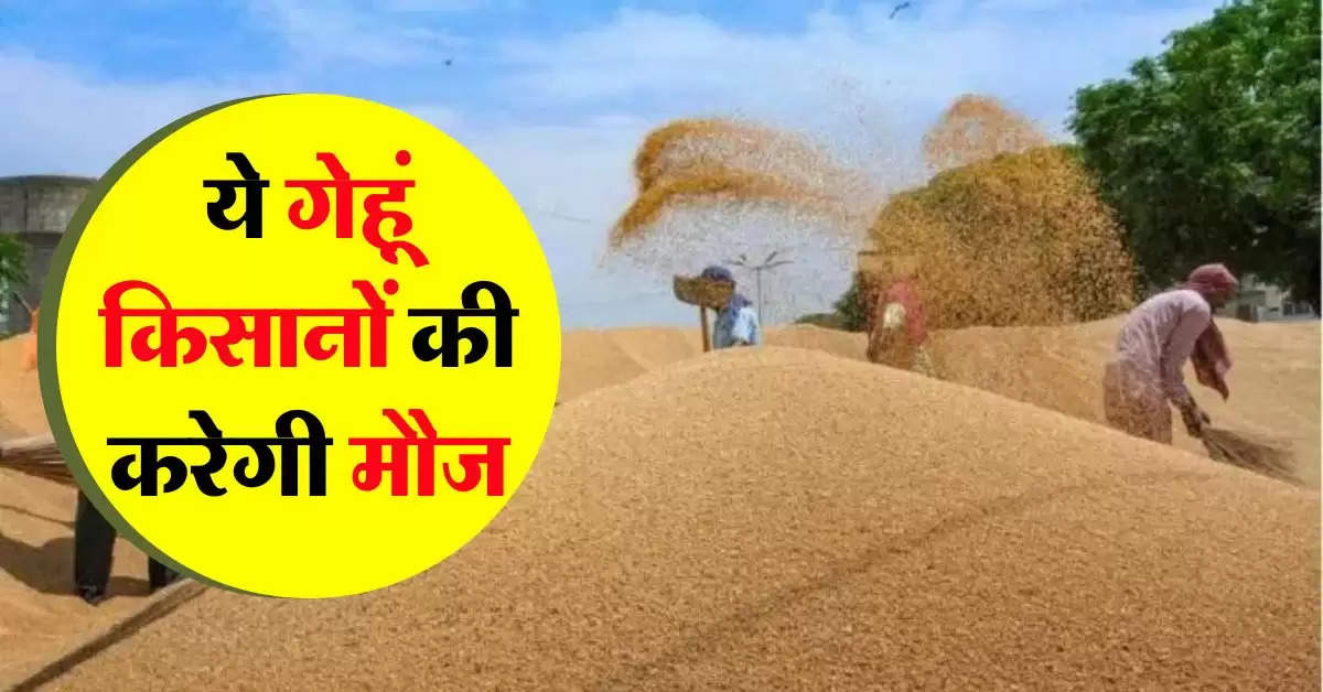 Wheat : गेहूं की अब 2 टन बढ़ जाएगी पैदावार, किसानों की कमाई होगी डबल