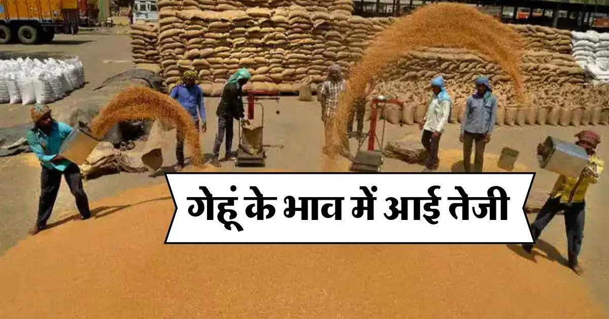 Wheat Price Today : गेहूं के भाव में आई तेजी, अब इतना हुआ एक क्विंटल का रेट