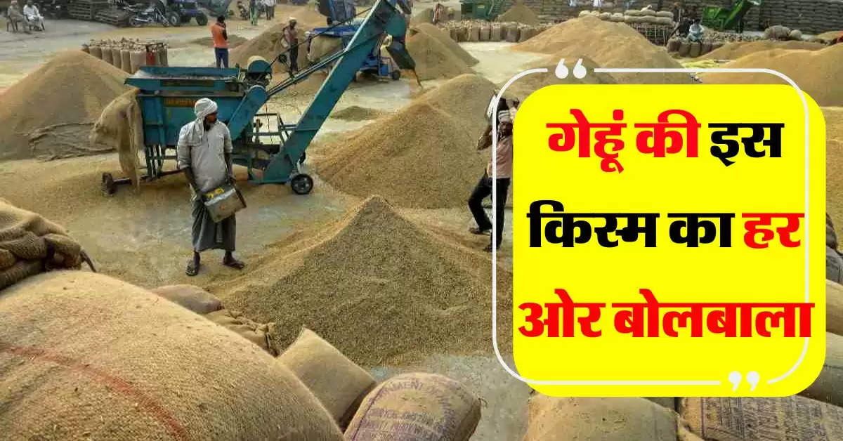 Wheat : शरबती गेहूं का हर ओर बोलबाला, जानिए ऐसा क्या है खास